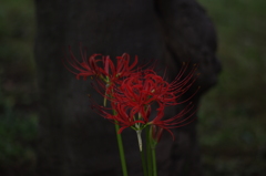 彼岸花　1　旧浜離宮庭園　９月