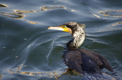 カワウ　旧浜離宮庭園　１２月上旬
