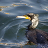 カワウ　旧浜離宮庭園　１２月上旬