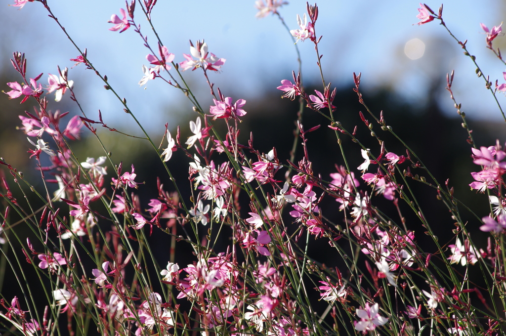 花壇　芝公園　１２月