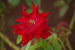 薔薇　2