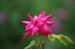 雨の中の薔薇　10　ザプリンスパークタワー東京