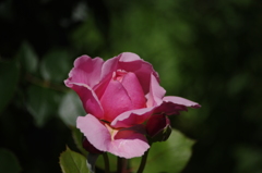 薔薇　6