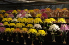 菊　9　日比谷公園　１１月