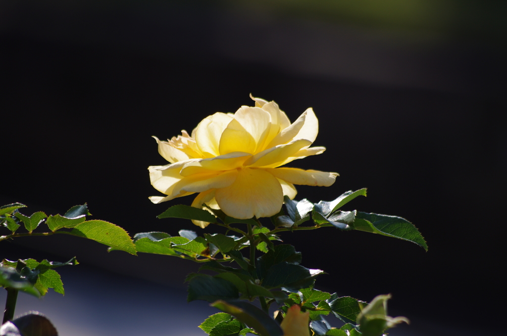 秋薔薇　7