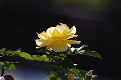 秋薔薇　7