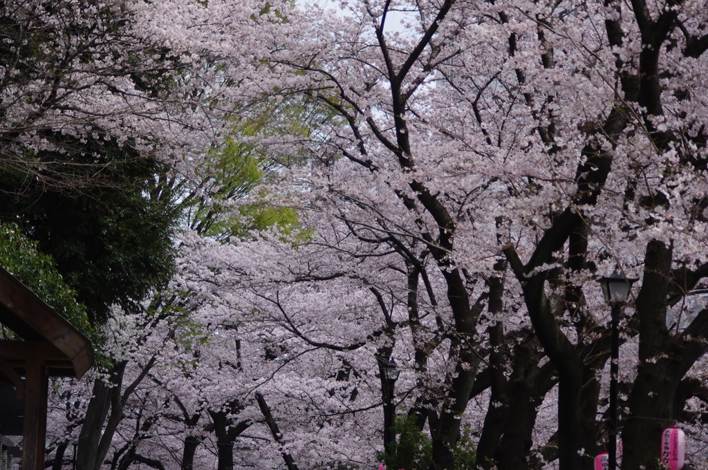 桜　江戸川公園