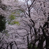 桜　江戸川公園