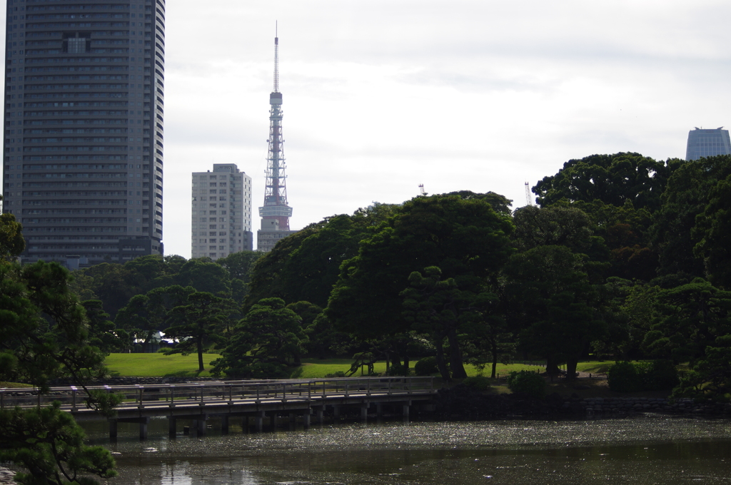 橋のある風景　旧浜離宮庭園　7月中旬