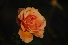 薔薇　18