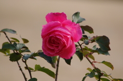 薔薇　3