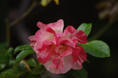薔薇　3