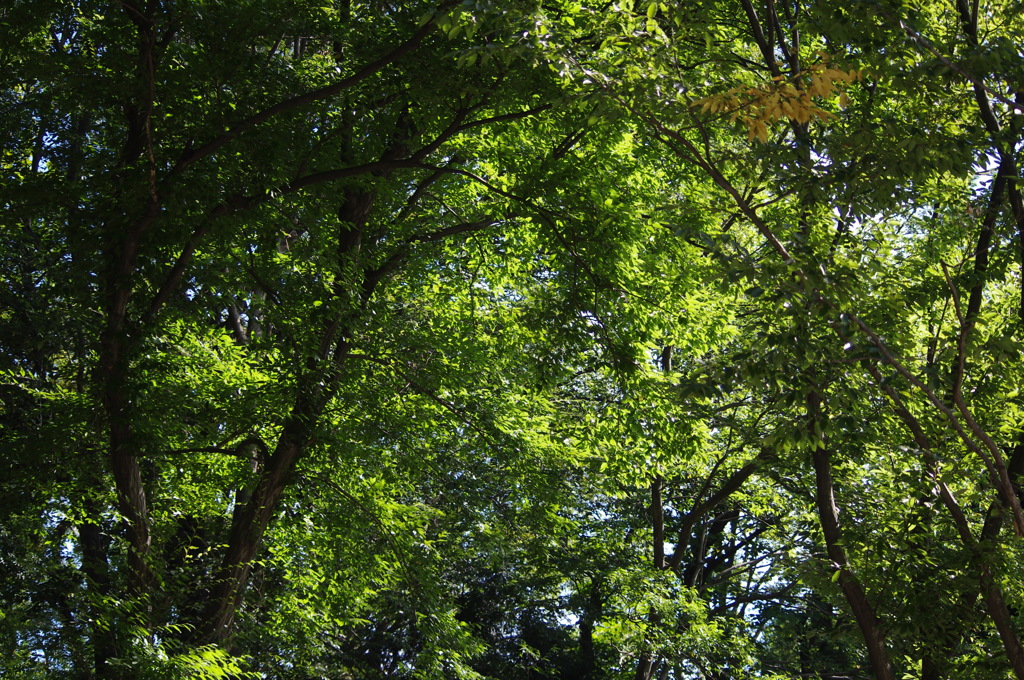 戸越公園の林　1