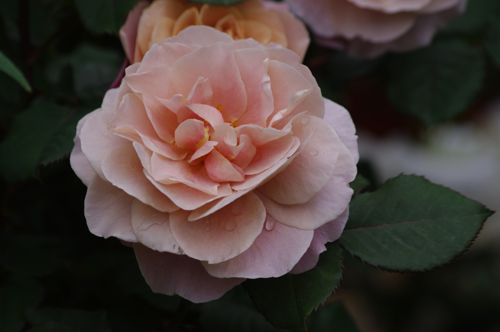 薔薇　4　港が見える丘公園　5月
