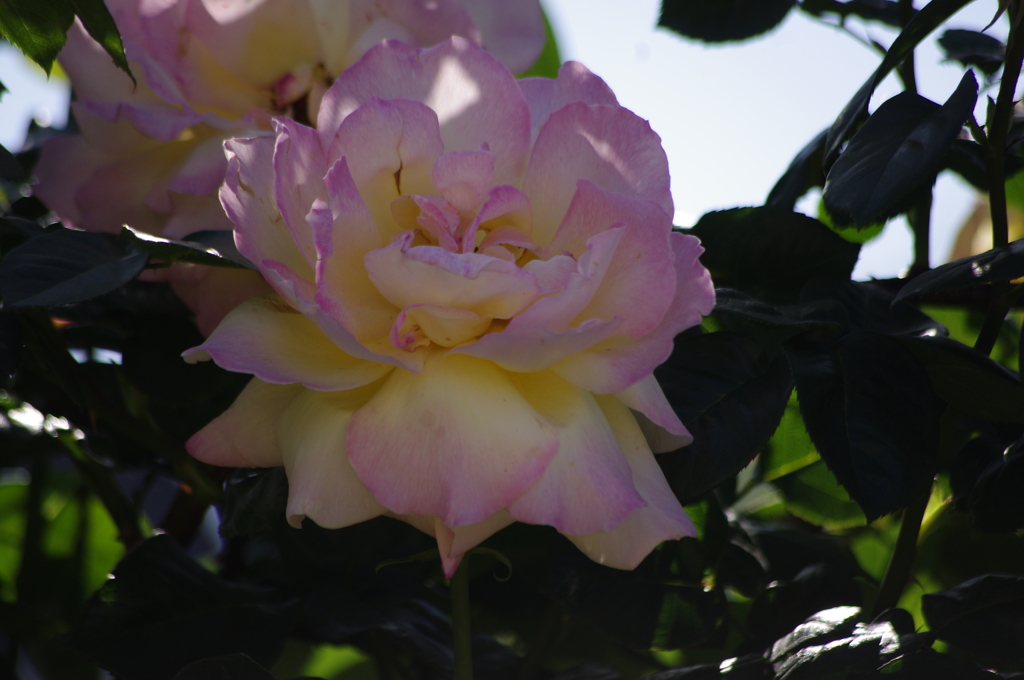 薔薇　11