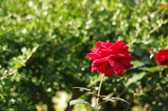 薔薇　4
