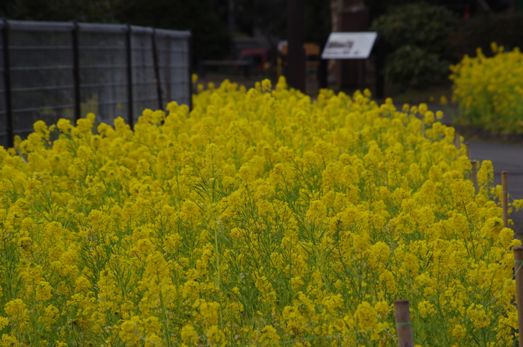 都心の菜の花