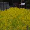 都心の菜の花