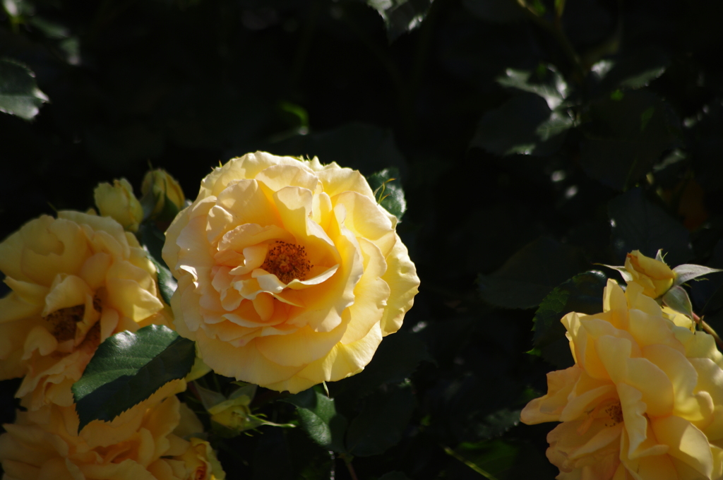 薔薇　8