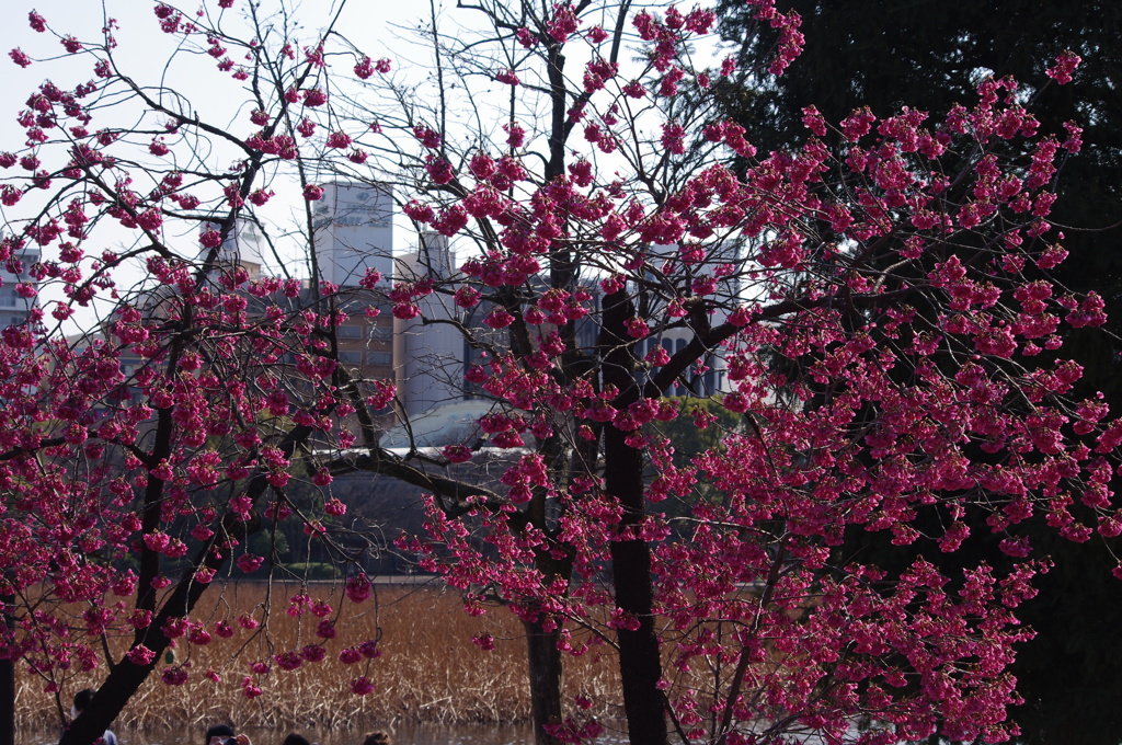 寒緋桜と不忍池