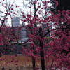 寒緋桜と不忍池
