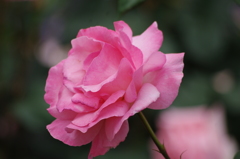 薔薇　20　山下公園　5月