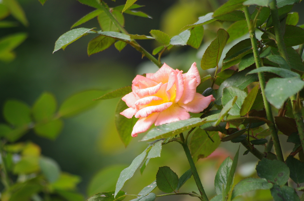 薔薇　2　日比谷公園　１０月