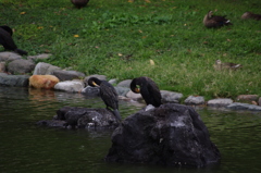 カワウ　１　旧浜離宮庭園　９月