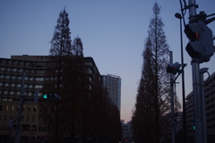 運河沿いの並木道