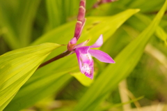 カタクリっぽい花　旧芝離宮庭園