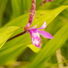 カタクリっぽい花　旧芝離宮庭園