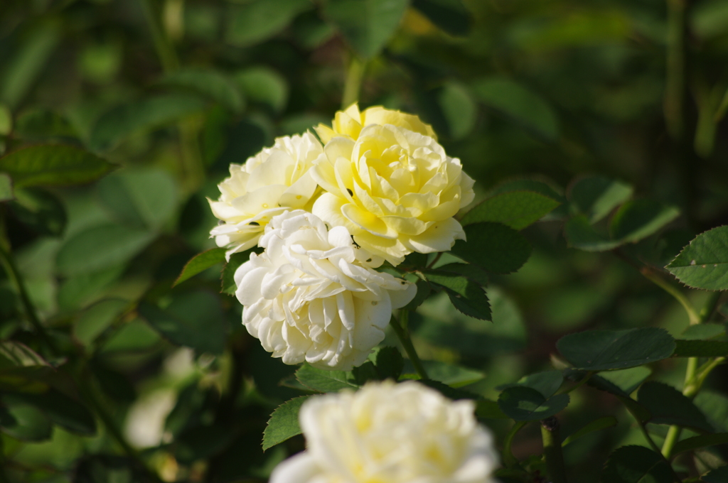 薔薇　4　本郷給水所公苑　１０月