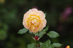 薔薇　4