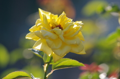薔薇　12　芝浦中央公園　７月下旬