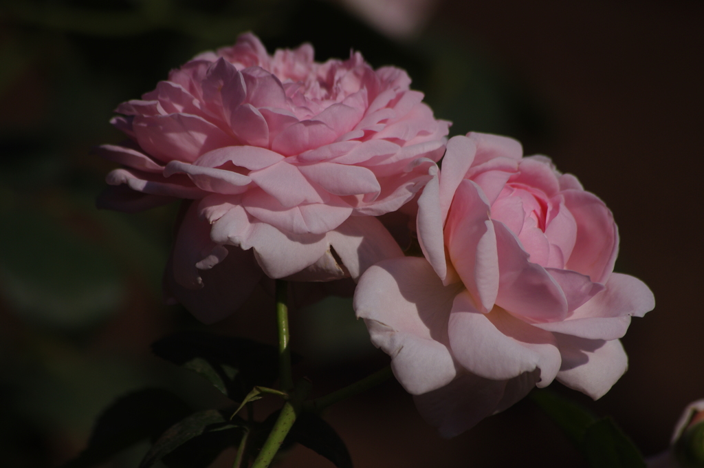 薔薇　1