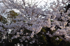 桜　日比谷で花見　2