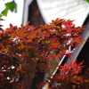 春から夏へ　五條天神