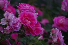 薔薇　10
