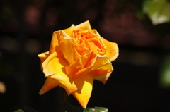 4月の薔薇　1　芝浦中央公園
