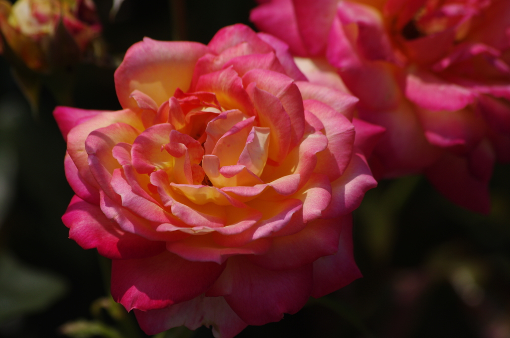 薔薇　22