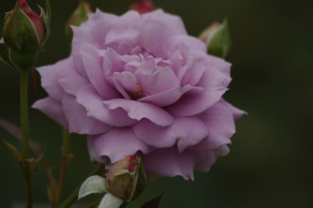 薔薇　1