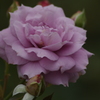 薔薇　1