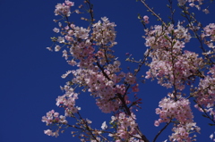 桜　3