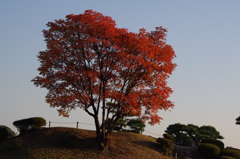 丘の上の紅い木