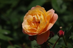 薔薇　4