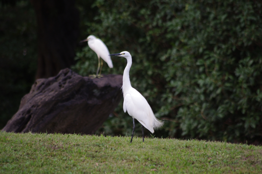 シラサギ　2　旧芝離宮庭園　9月