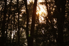 森の夕陽　明治神宮