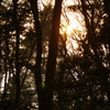 森の夕陽　明治神宮