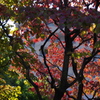 ハナミズキの秋　1　10月上旬