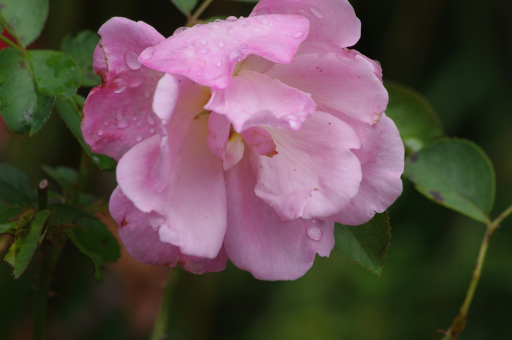 薔薇　2　芝浦運河　９月
